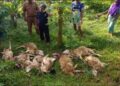 Puluhan Ekor Kambing Jadi Sasaran Anjing Liar di Desa Bungurberes dan Cilebak