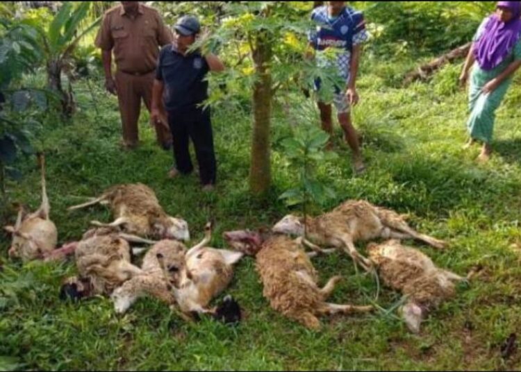 Puluhan Ekor Kambing Jadi Sasaran Anjing Liar di Desa Bungurberes dan Cilebak