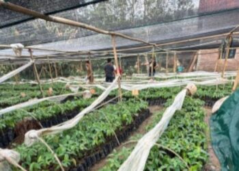 Hadapi Cuaca Ekstrem, Kementan Bekali Penyuluh dan Petani Strategi Tanam Cerdas