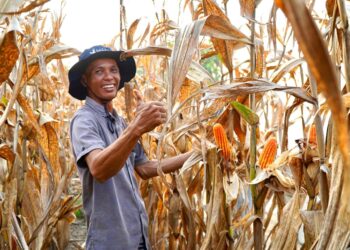 Kebutuhan Terpenuhi Hingga Surplus, Indonesia Swasembada Jagung 2025