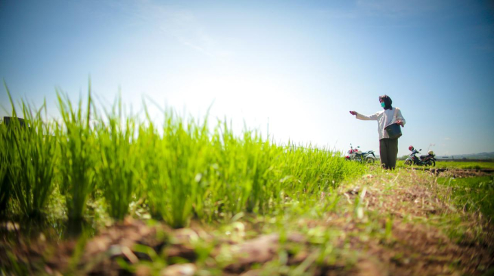 Produksi Beras 2025 Tembus 34,71 Juta Ton, Meningkat 13,36 Persen