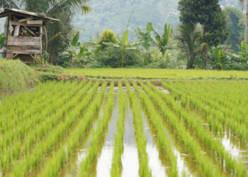 Rehabilitasi Irigasi Dipercepat, Mentan Ungkap Hal Ini