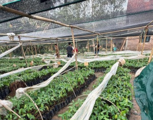 Hadapi Cuaca Ekstrem, Kementan Bekali Penyuluh dan Petani Strategi Tanam Cerdas