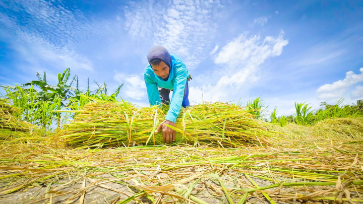 Nilai Tukar Petani Cetak Rekor Tahun 2025, Tembus 125,35, Ini Data BPS