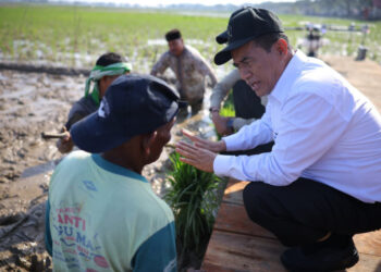 Rehabilitasi 98.000 Hektar Sawah Pascabencana di Sumatera, Mentan: Ini Tanggung Jawab Negara