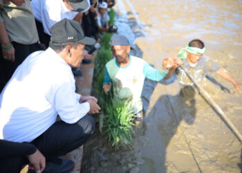 Mentan: Padat Karya Kunci Pemulihan Pertanian Pascabencana, Petani Dilibatkan Langsung