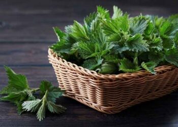 Khasiat Daun Jelatang untuk Jantung, Prostat dan Imunitas Tubuh