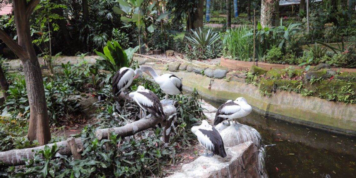 Pemkot Bandung Jamin Gaji Karyawan dan, 711 Satwa Bandung Zoo Resmi Diambil Alih Negara