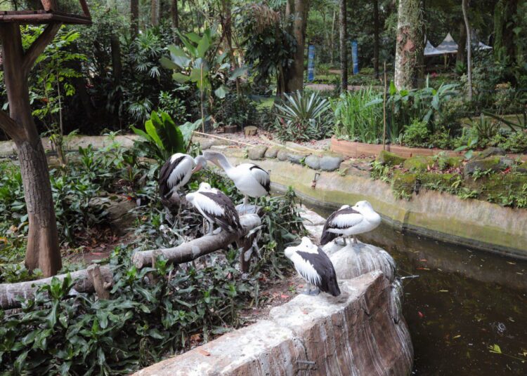 Pemkot Bandung Jamin Gaji Karyawan dan, 711 Satwa Bandung Zoo Resmi Diambil Alih Negara