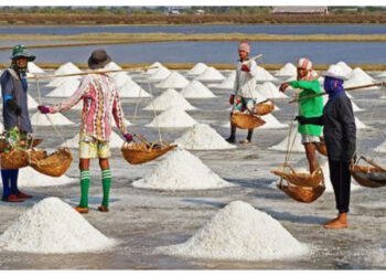 Modernisasi Produksi Jadi Kunci Kurangi Defisit Garam Nasional