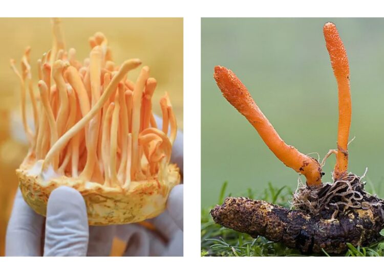 Cordyceps Militaris: Jamur Ajaib untuk Jantung, Stamina dan Diabetes