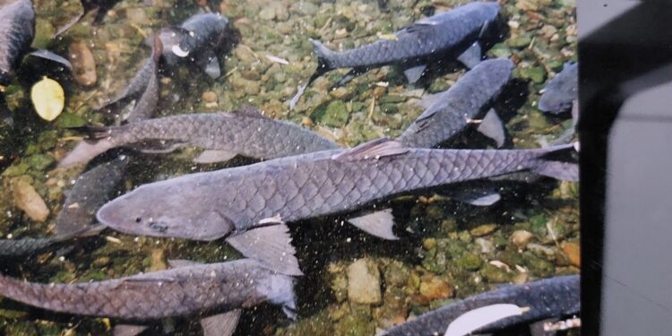 Puluhan Ikan Dewa Mati Mendadak Terdampak Cuaca Ekstrem