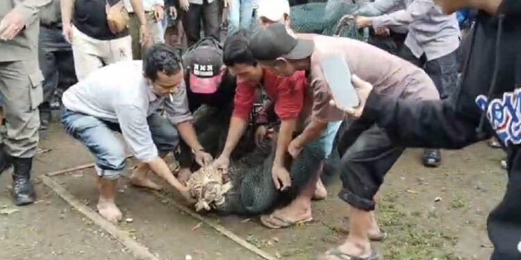 Waduh, Ada Macan Tutul Muncul di Pasar Maruyung Pacet, 2 Warga Jadi Korban