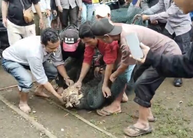 Waduh, Ada Macan Tutul Muncul di Pasar Maruyung Pacet, 2 Warga Jadi Korban
