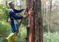 Polemik Penyadapan Getah Pinus Terus Bergulir, Petani Minta Kepastian PKS