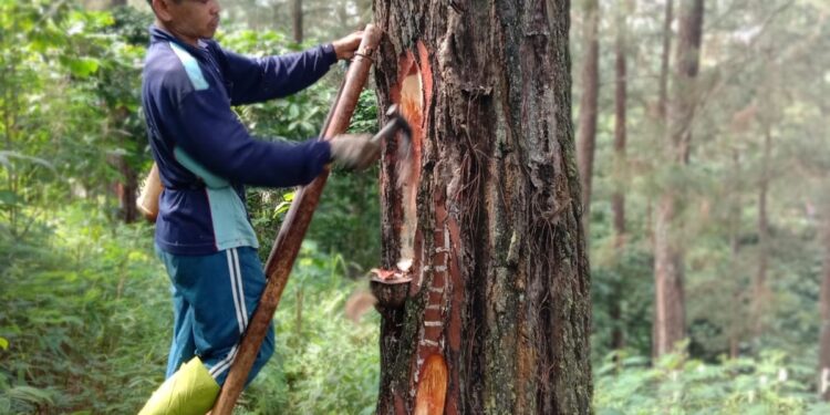Polemik Penyadapan Getah Pinus Terus Bergulir, Petani Minta Kepastian PKS