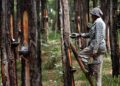 Polemik Penyadapan Getah Pinus Terus Bergulir, Petani Minta Kepastian PKS