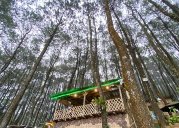 Hutan Ciremai Terkoyak Cukong Berkantong Tebal Incar Getah Pinus