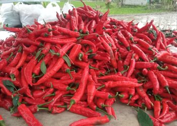 Harga Sayuran Melambung, Cabai Merah Naik Tajam Jadi Rp90 Ribu per Kilogram