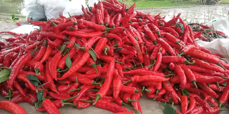 Harga Sayuran Melambung, Cabai Merah Naik Tajam Jadi Rp90 Ribu per Kilogram