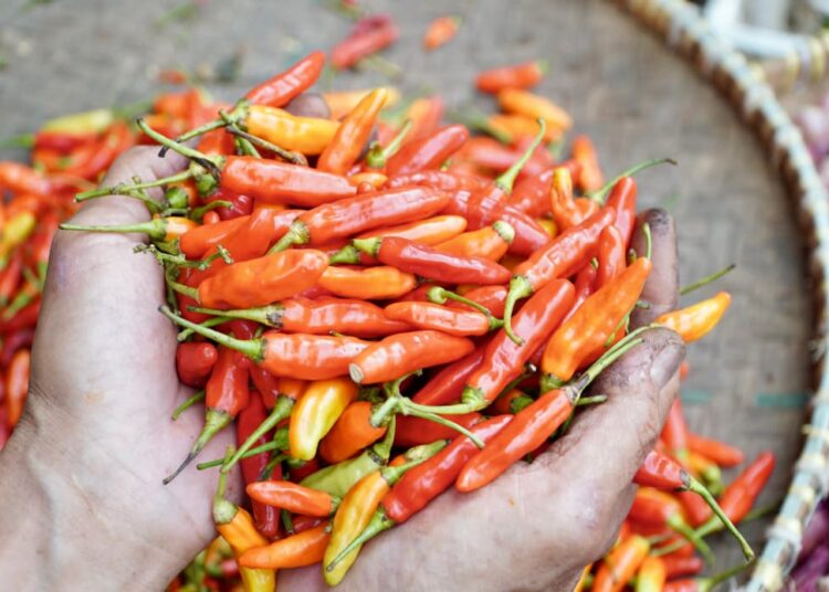 Redam Fluktuasi Harga Cabai Rawit Merah, Pemerintah Siap Serbu Pasokan ke Pasar Induk