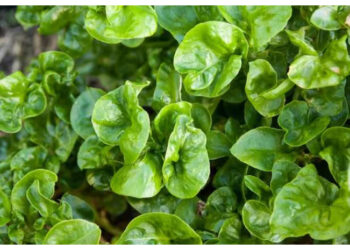 Bayam Brazil, Solusi Sehat untuk Daya Tahan Tubuh dan Fungsi Otak Optimal