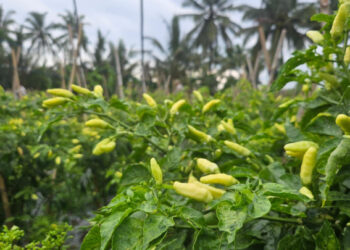 Produksi Cabai Jabar Surplus, Pasokan Aman Jelang Ramadhan-Idul Fitri 2026