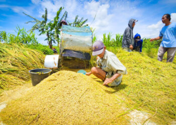 Mentan Pastikan Produksi dan Stok Pangan Nasional Tetap Aman di Tengah Dinamika Cuaca