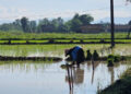 Antisipasi Perubahan Pola Curah Hujan Awal 2026, Kementan Perkuat Asuransi Usaha Tani Padi, Ini Tujuannya