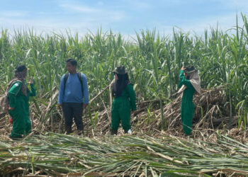 Produksi Gula Capai 2,67 Juta Ton Tahun 2025, Kementan Percepat Langkah Menuju Swasembada