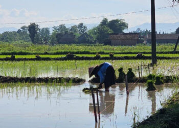 Antisipasi Perubahan Pola Curah Hujan Awal 2026, Kementan Perkuat Asuransi Usaha Tani Padi, Ini Tujuannya