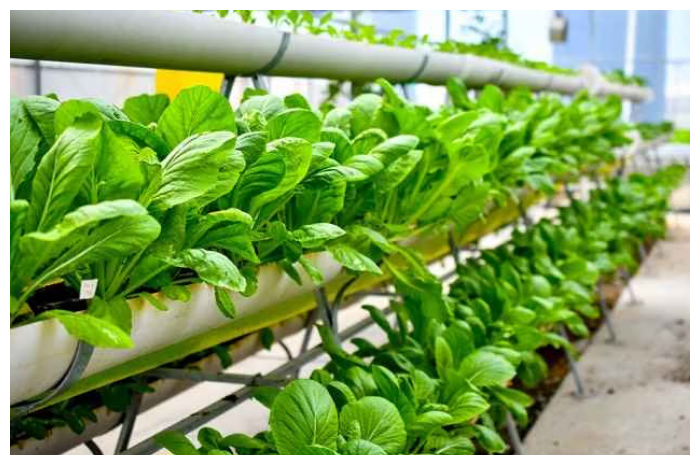 Urban Farming, Solusi Hidup Sehat dan Hijau di Tengah Kota