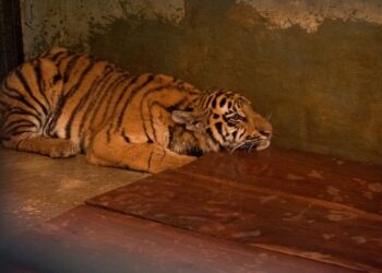 Anak Harimau Benggala di Kebun Binatang Bandung Mati karena Virus, Satu Ekor Lainnya Mulai Pulih