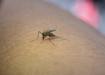 Bunda Harus Tahu, Ini Gejala DBD Pada Anak yang Jarang Disadari!