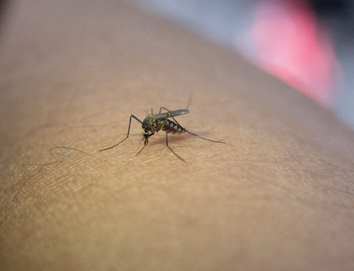 Bunda Harus Tahu, Ini Gejala DBD Pada Anak yang Jarang Disadari!