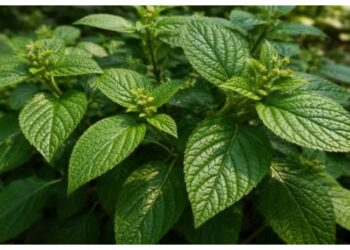 Daun Korejat, Tanaman Herbal yang Diyakini Punya Banyak Khasiat