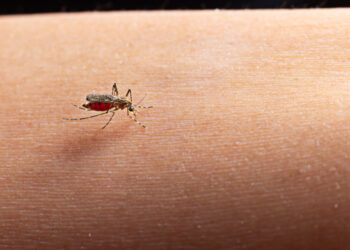 Gini Cara Mudah Mencegah DBD Pada Anak, Bunda Harus Tahu!