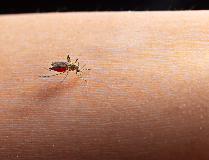 Gini Cara Mudah Mencegah DBD Pada Anak, Bunda Harus Tahu!