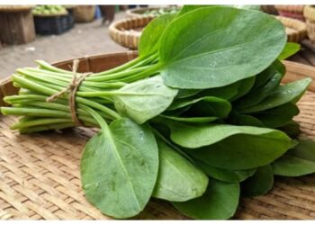 Jarang Disadari, Ini Beragam Manfaat Daun Genjer bagi Kesehatan Tubuh