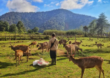 Pas Buat Healing, Ini Rekomendasi Tempat Wisata Alam di Bandung