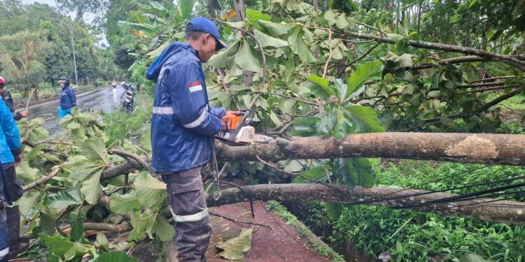 Belasan Pohon Tumbang Diterjang Angin Kencang di Kuningan
