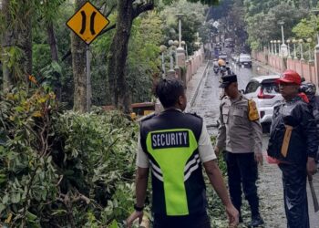 Pohon Besar di Dua Titik di Cimahi Tumbang Sempat Menutup Badan Jalan