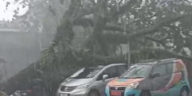 Pohon Trembesi Tumbang, Timpa Dua Mobil yang Terparkir di Cafe di Kota Tasikmalaya