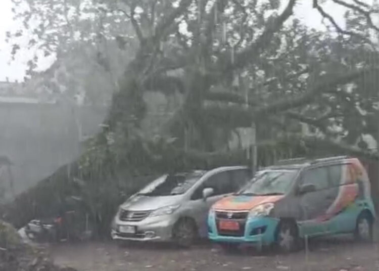 Pohon Trembesi Tumbang, Timpa Dua Mobil yang Terparkir di Cafe di Kota Tasikmalaya