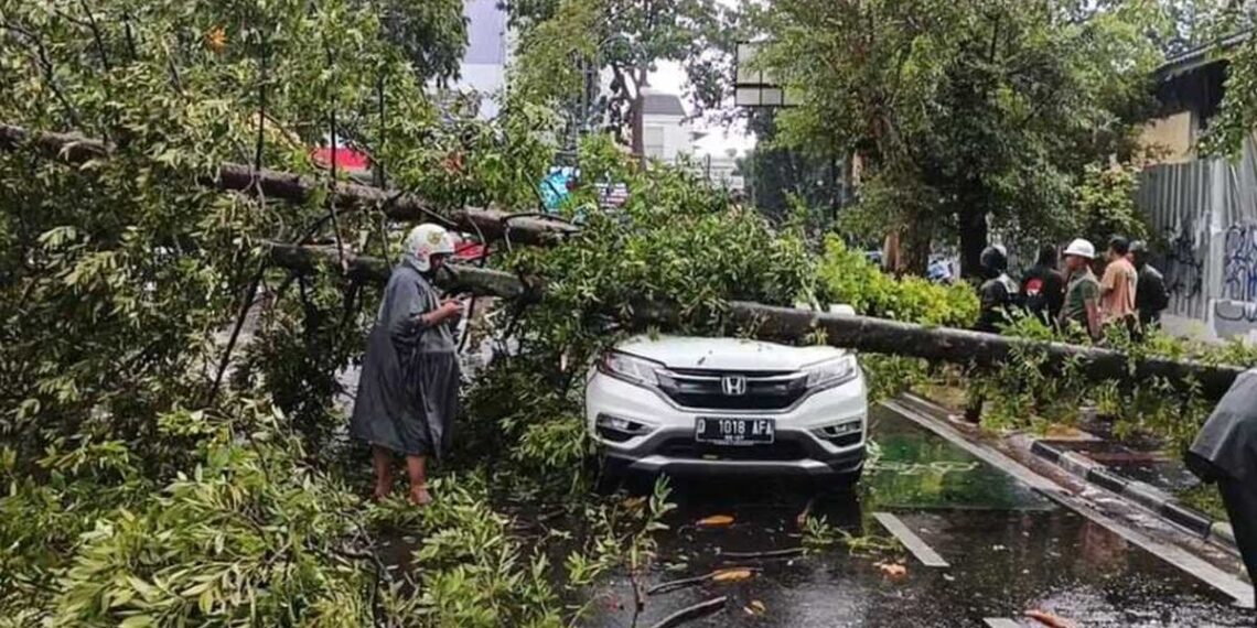 Pohon Tumbang di Sejumlah Titik di Bandung, Ada Mobil Tertimpa