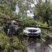 Pohon Tumbang di Sejumlah Titik di Bandung, Ada Mobil Tertimpa