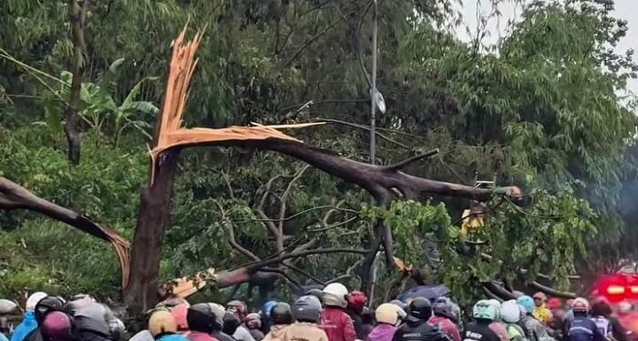 Angin Puting-Beliung Terjang Cicalengka dan Nagreg, Ada Pohon Tumbang dan Tiang Listrik Roboh