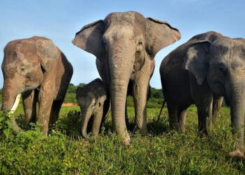 Rekomendasi Tempat Wisata Lebaran 2026 di Lampung, Pas Buat Liburan Sama Keluarga!