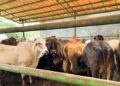 Harga Daging Sapi Stabil, Pemerintah Intensifkan Pasokan hingga Lebaran