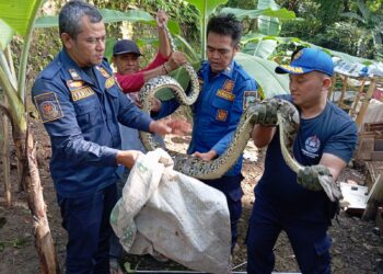 Ular Sanca Kembang Memangsa Ayam di Kandang Berhasil Dievakuasi Tim Damkar